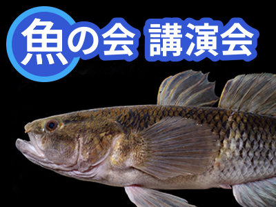 魚の会（うおのかい） 令和7年度第3回講演会「旅する魚類学：マングローブ編―ホシマダラハゼにかかった曇りと対峙して―」