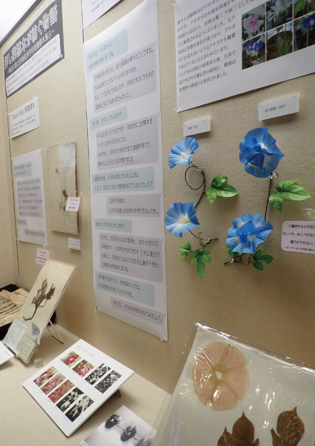 押し葉標本が紡ぐ物語 －神奈川県立西湘高等学校寄贈標本展示－