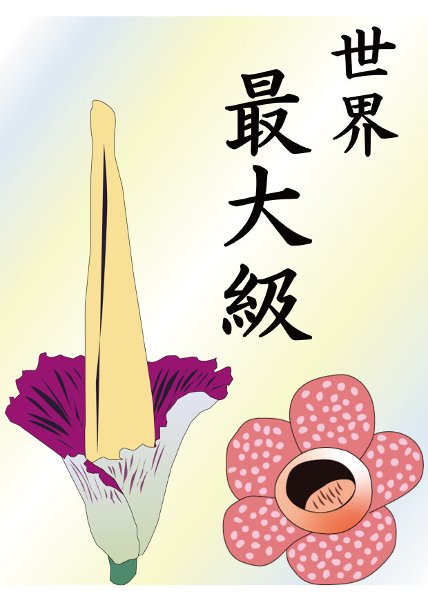 世界最大級の花
