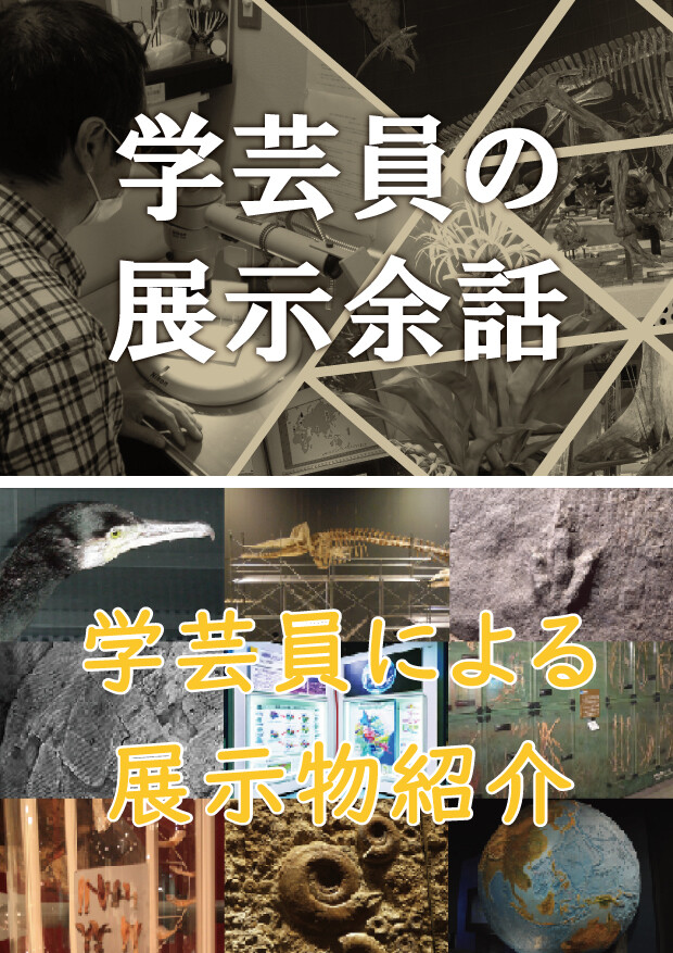 学芸員の展示余話・学芸員による展示物紹介
