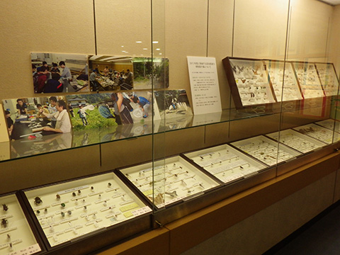 2014年度昆虫採集講座 活動報告～学生が作成した昆虫標本～