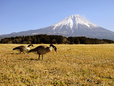 静岡県富士宮市の牧草地で採食をするカナダガン。右の個体には調査用の首環がついている。（筆者撮影）