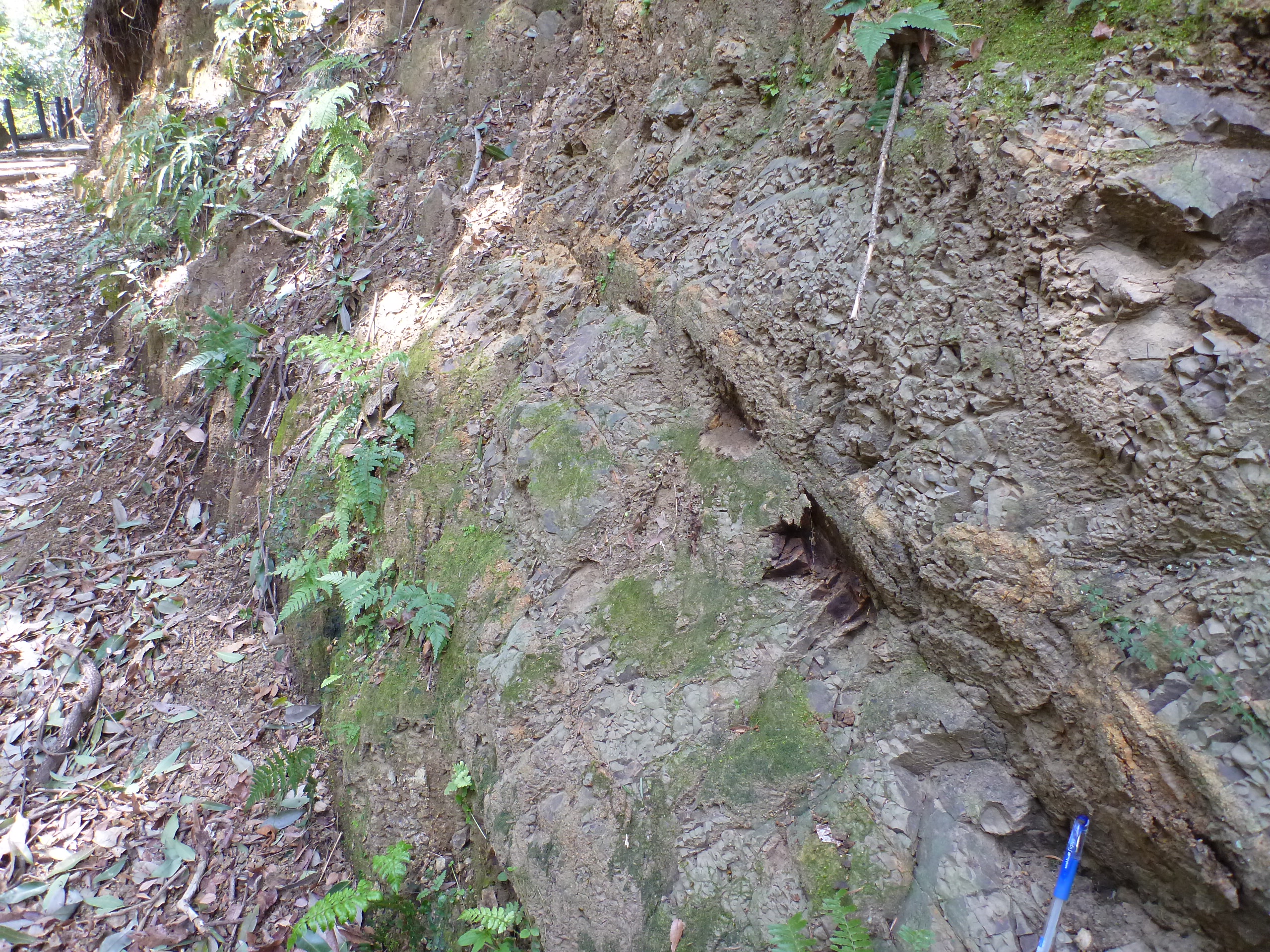足柄層群日向層の泥岩