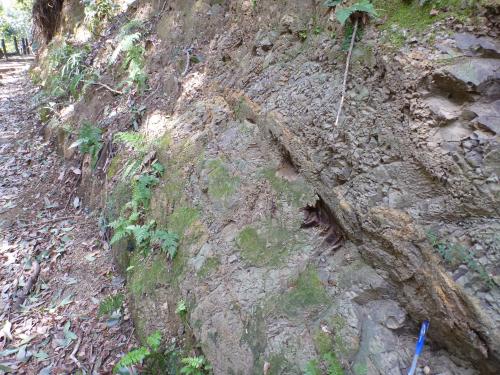 足柄層群日向層の泥岩