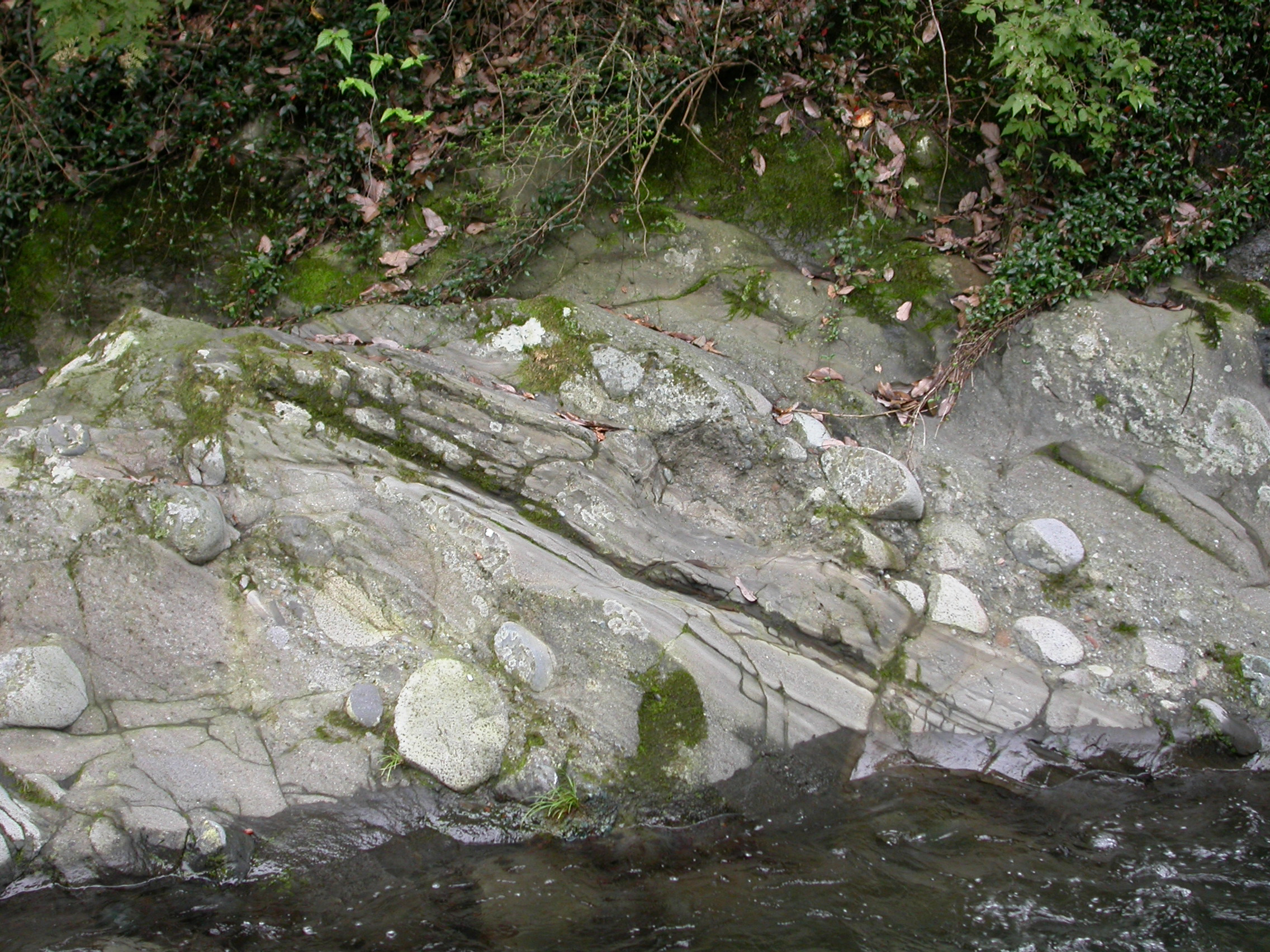 皆瀬川河床の足柄層群瀬戸層