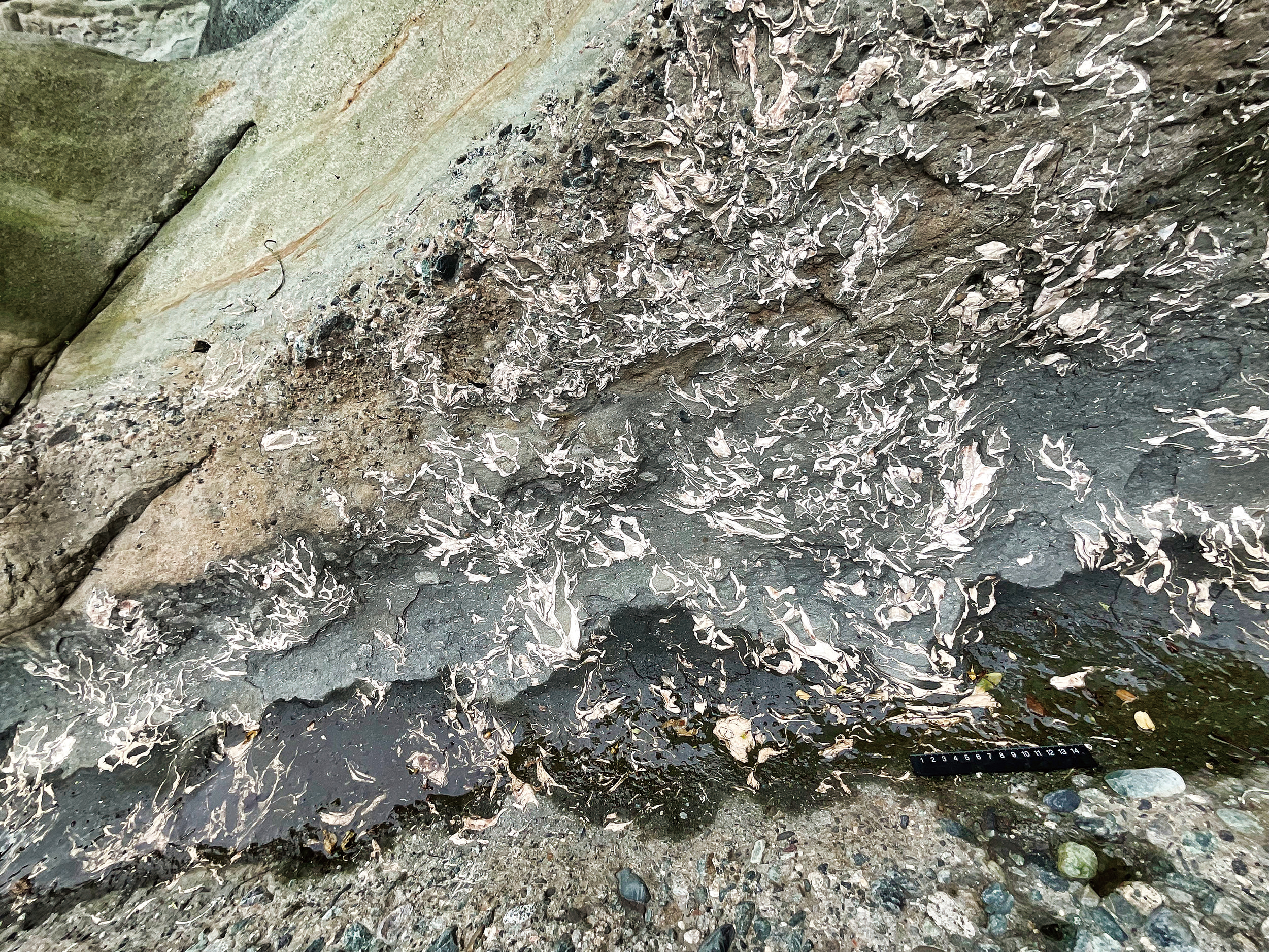 足柄層群塩沢層のカキ礁化石