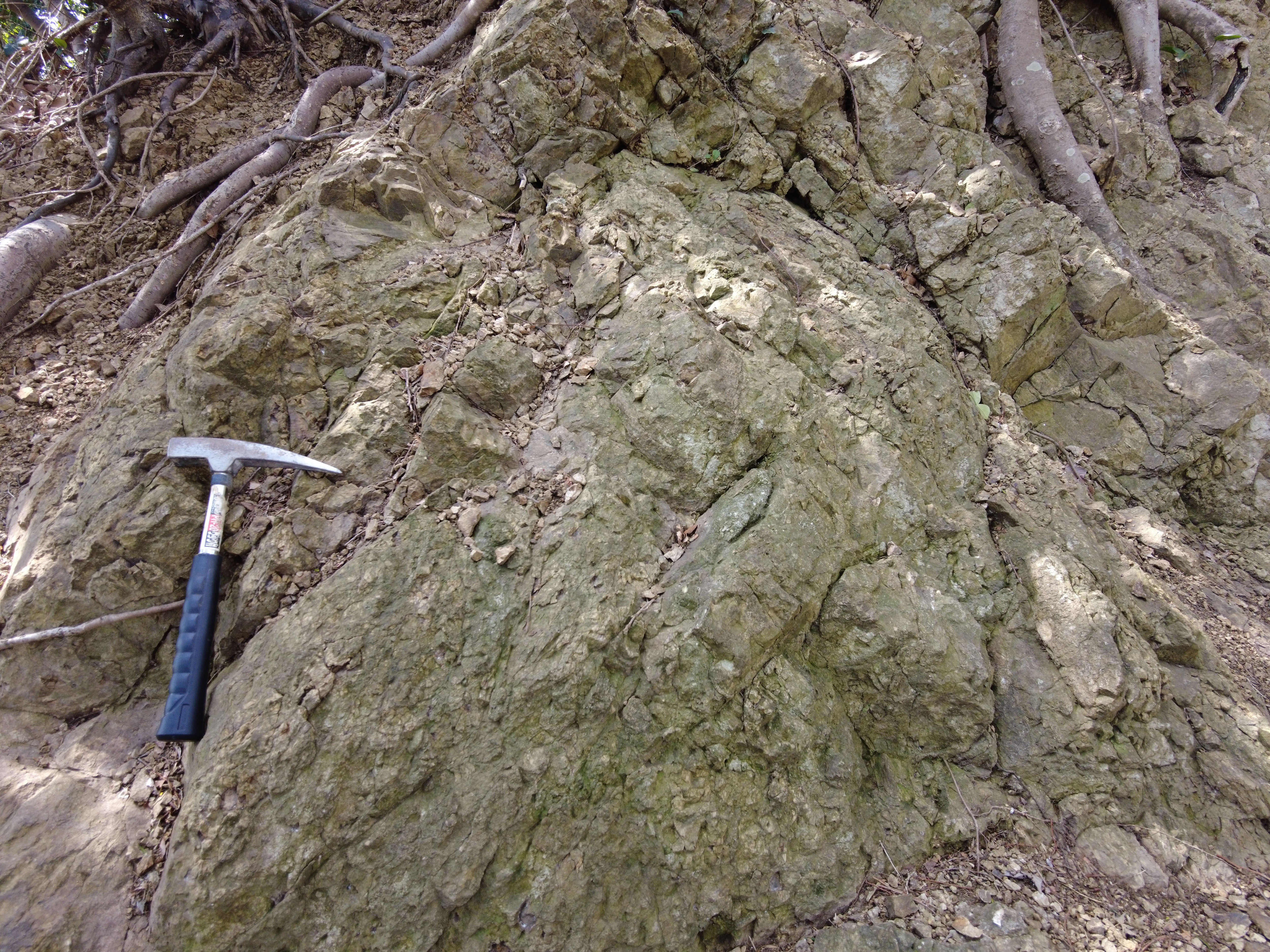 高麗山層群千畳敷層の火山礫凝灰岩