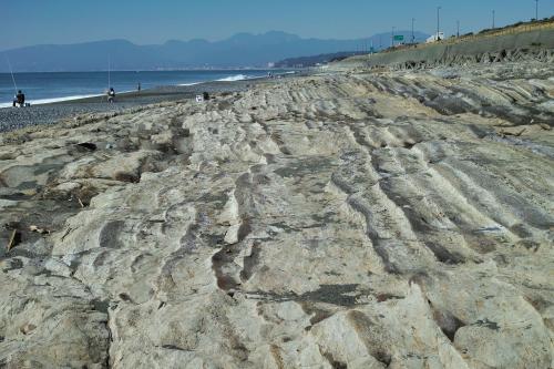 西小磯海岸の大磯層