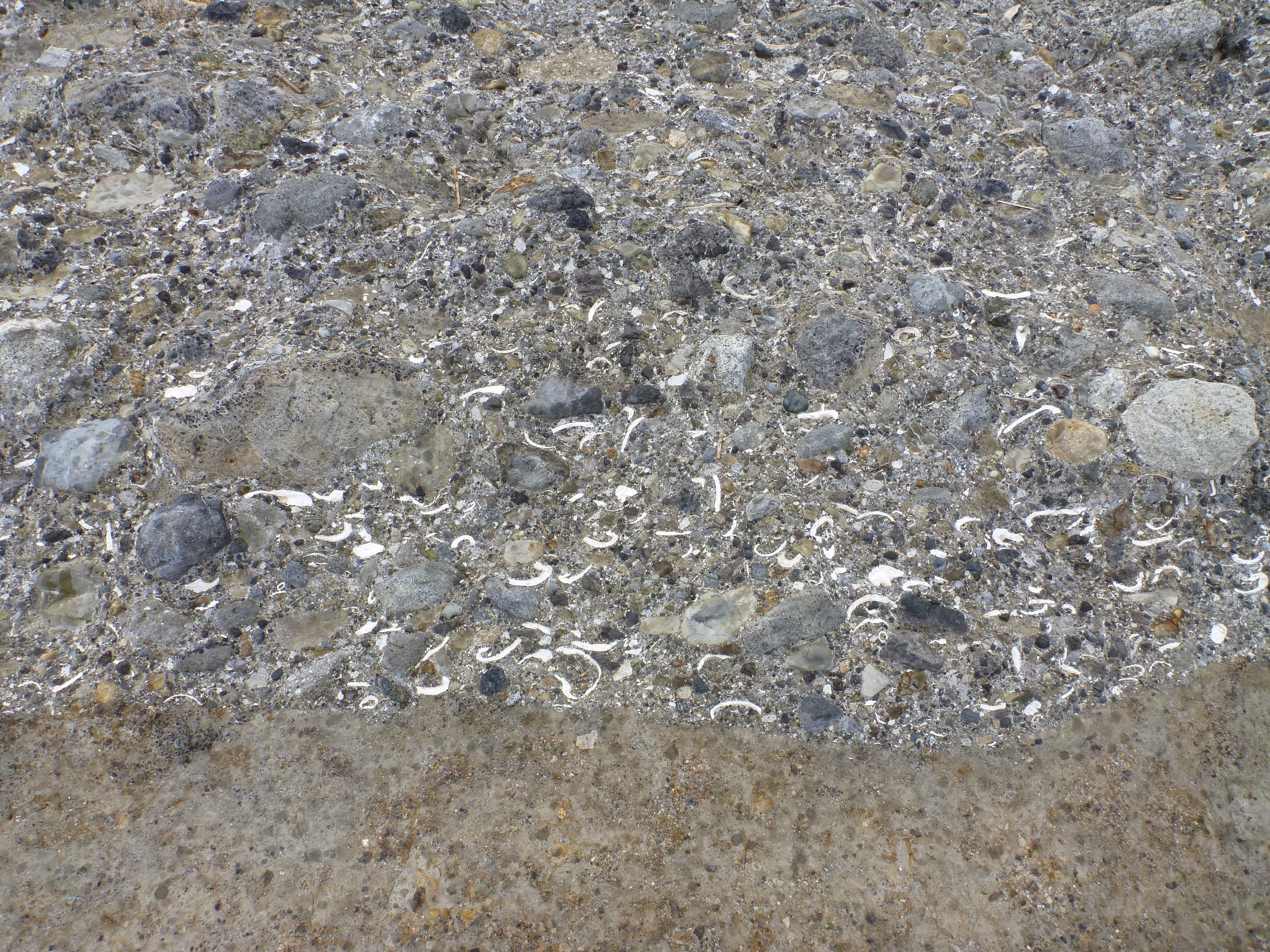 西小磯海岸の大磯層（貝化石密集層）