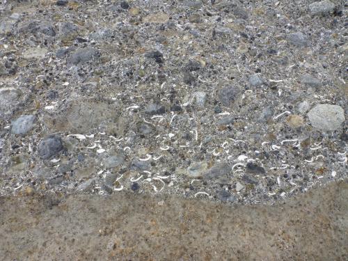 西小磯海岸の大磯層（貝化石密集層）