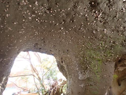 鶴巻田横穴墓群の二宮層（貝化石密集層）