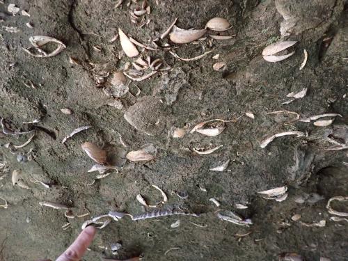 鶴巻田横穴墓群の二宮層（貝化石）