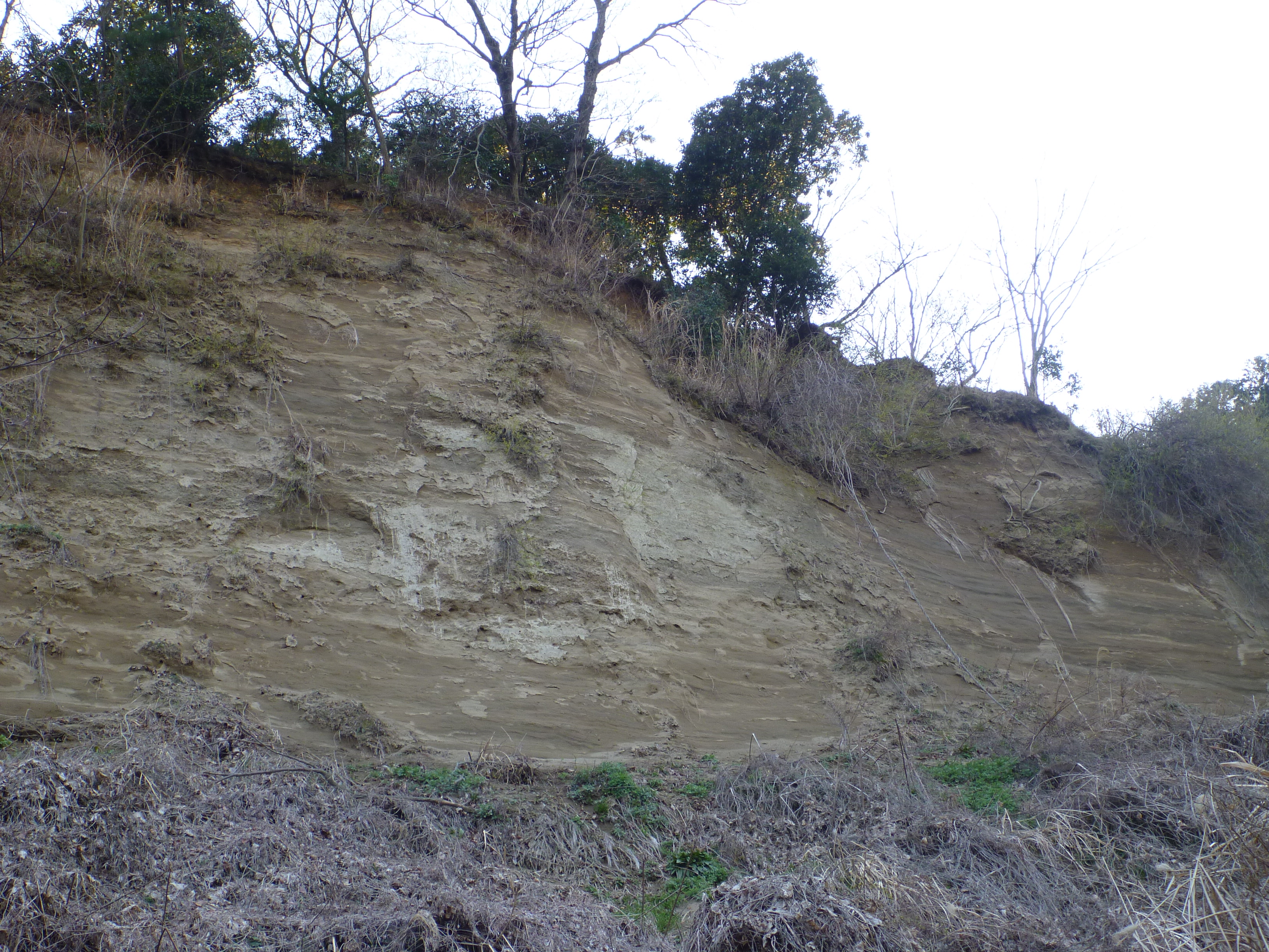 平塚市土屋の早田層の大露頭 平塚市土屋の早田層の大露頭