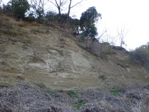 平塚市土屋の早田層の大露頭