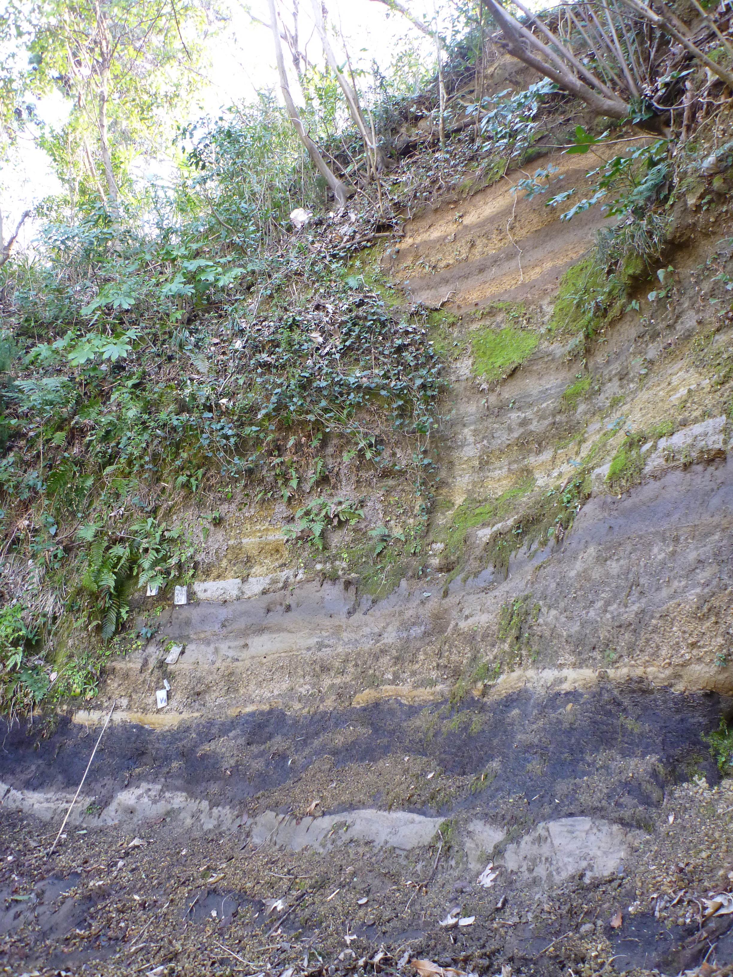 平塚市土屋の泥炭層と吉沢層