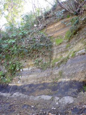 平塚市土屋の泥炭層と吉沢層