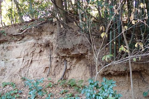 吾妻神社境内の海浜礫と三浦軽石層と東京軽石層