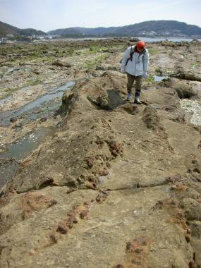 芝崎海岸の葉山層群鐙摺層