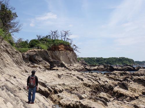 荒崎海岸の三浦層群三崎層と関東ローム層 荒崎海岸の三浦層群三崎層と関東ローム層