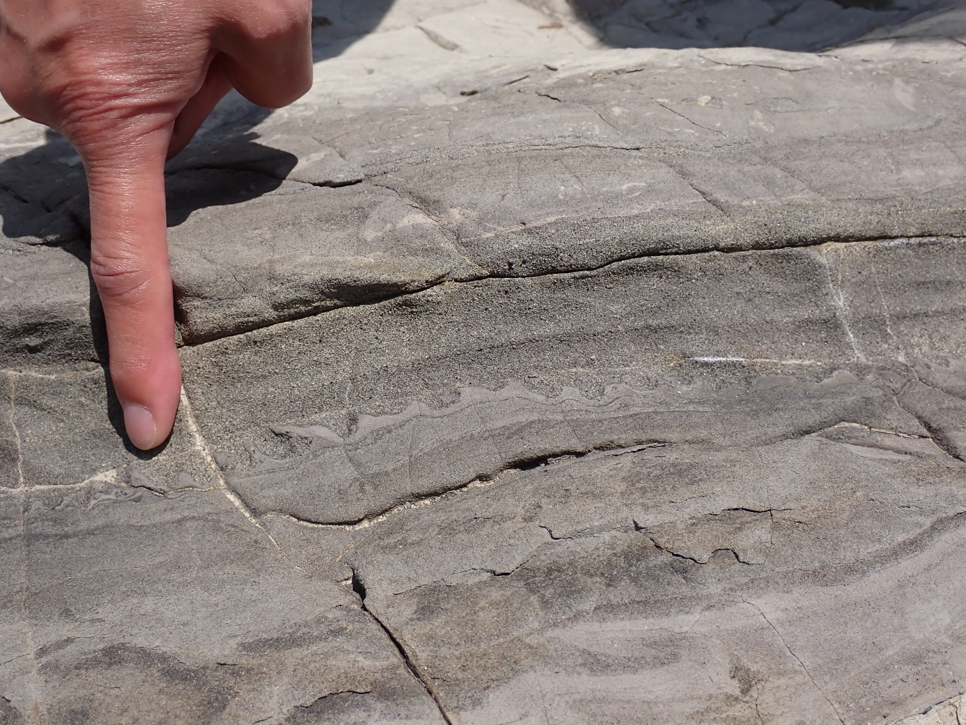 荒崎海岸の三浦層群三崎層（火炎構造）