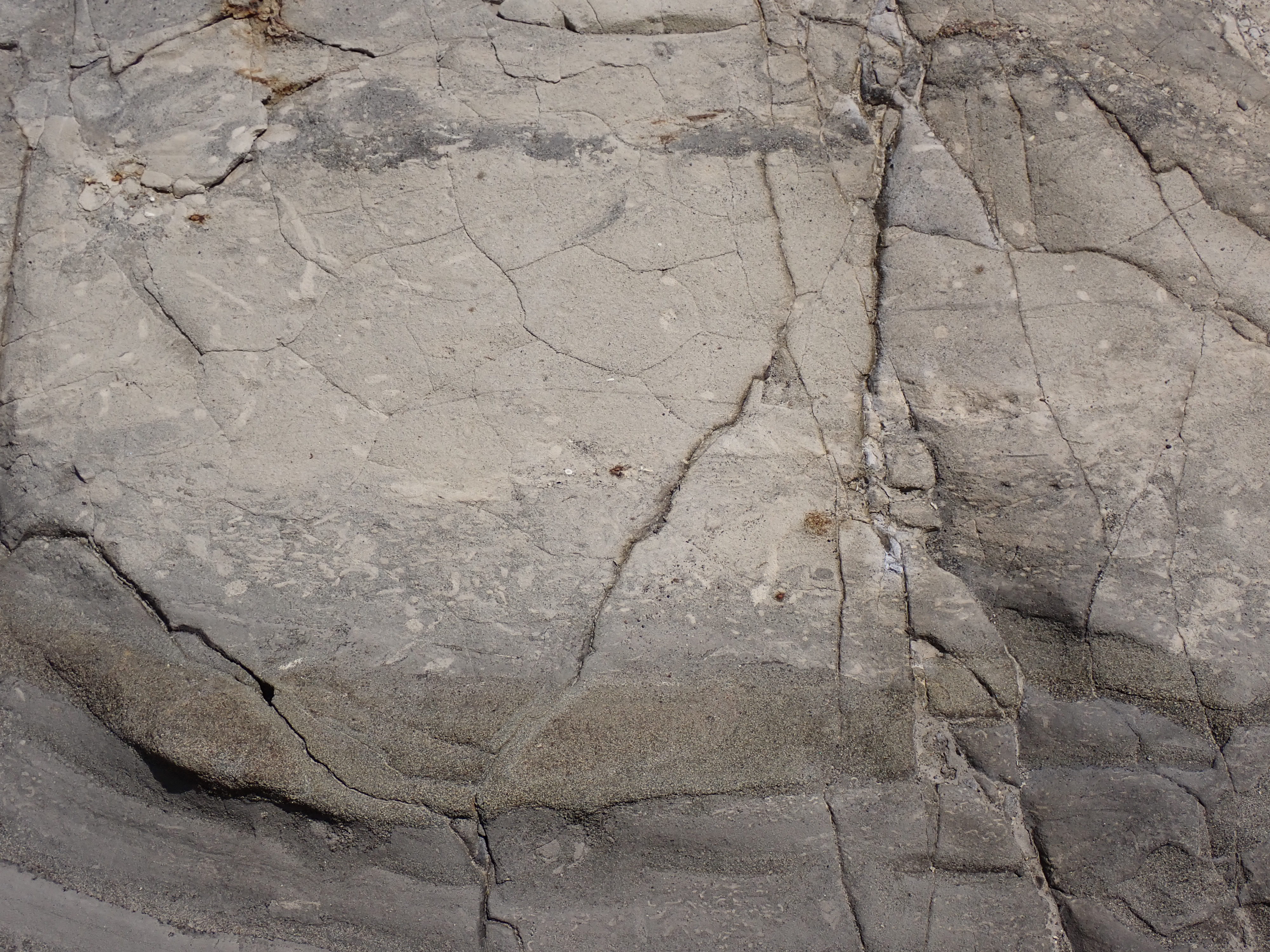 荒崎海岸の三浦層群三崎層（生痕化石）