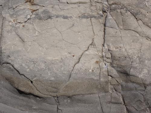 荒崎海岸の三浦層群三崎層（生痕化石）