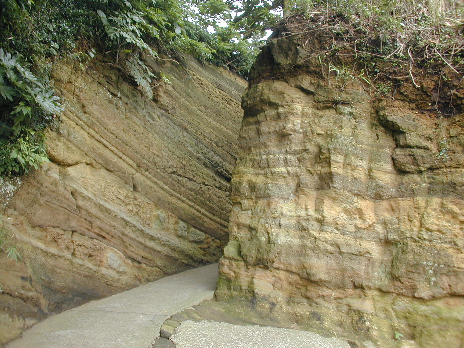 観音崎公園の切り通しの三浦層群池子層