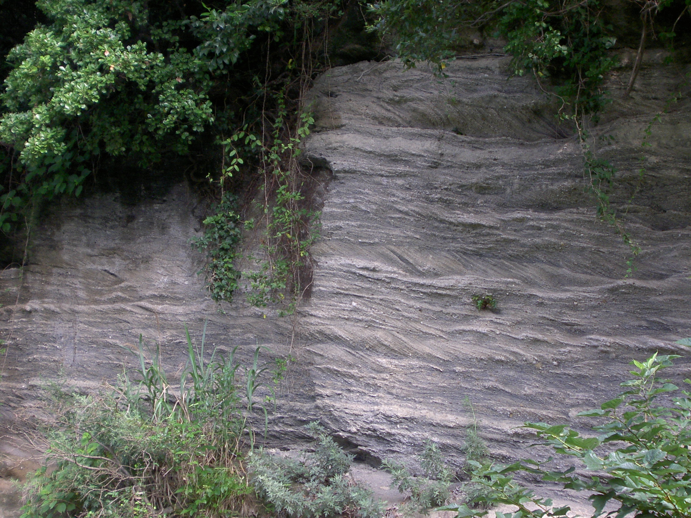 斜交葉理の発達する小柴層の模式露頭