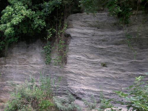 斜交葉理の発達する小柴層の模式露頭