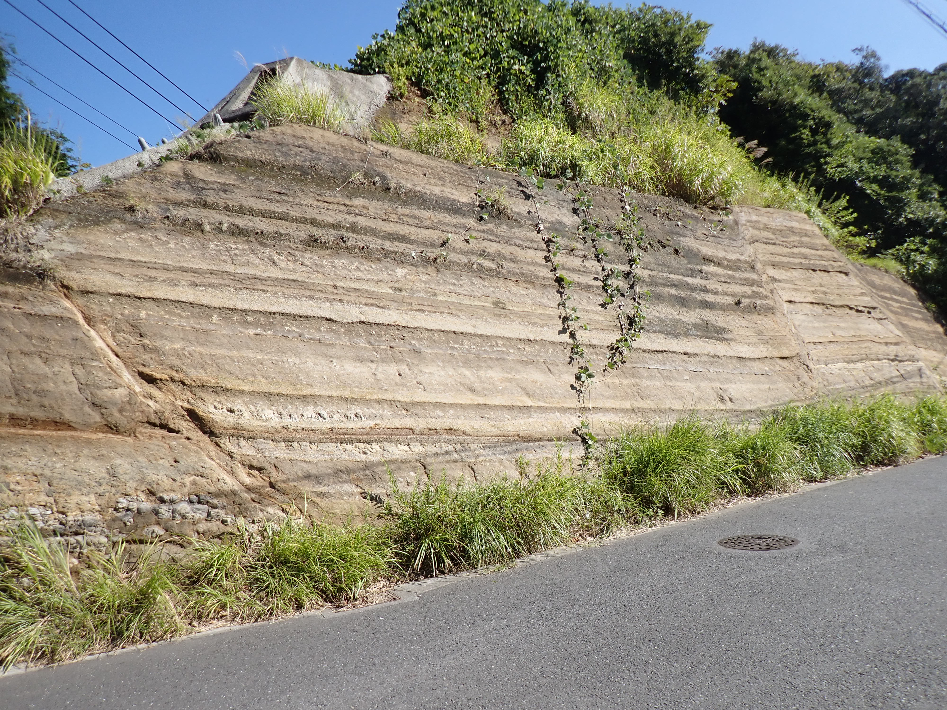鎌倉市手広の池子層(引き) 鎌倉市手広の池子層(引き)