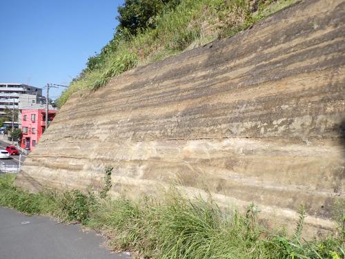 鎌倉市手広の池子層 鎌倉市手広の池子層