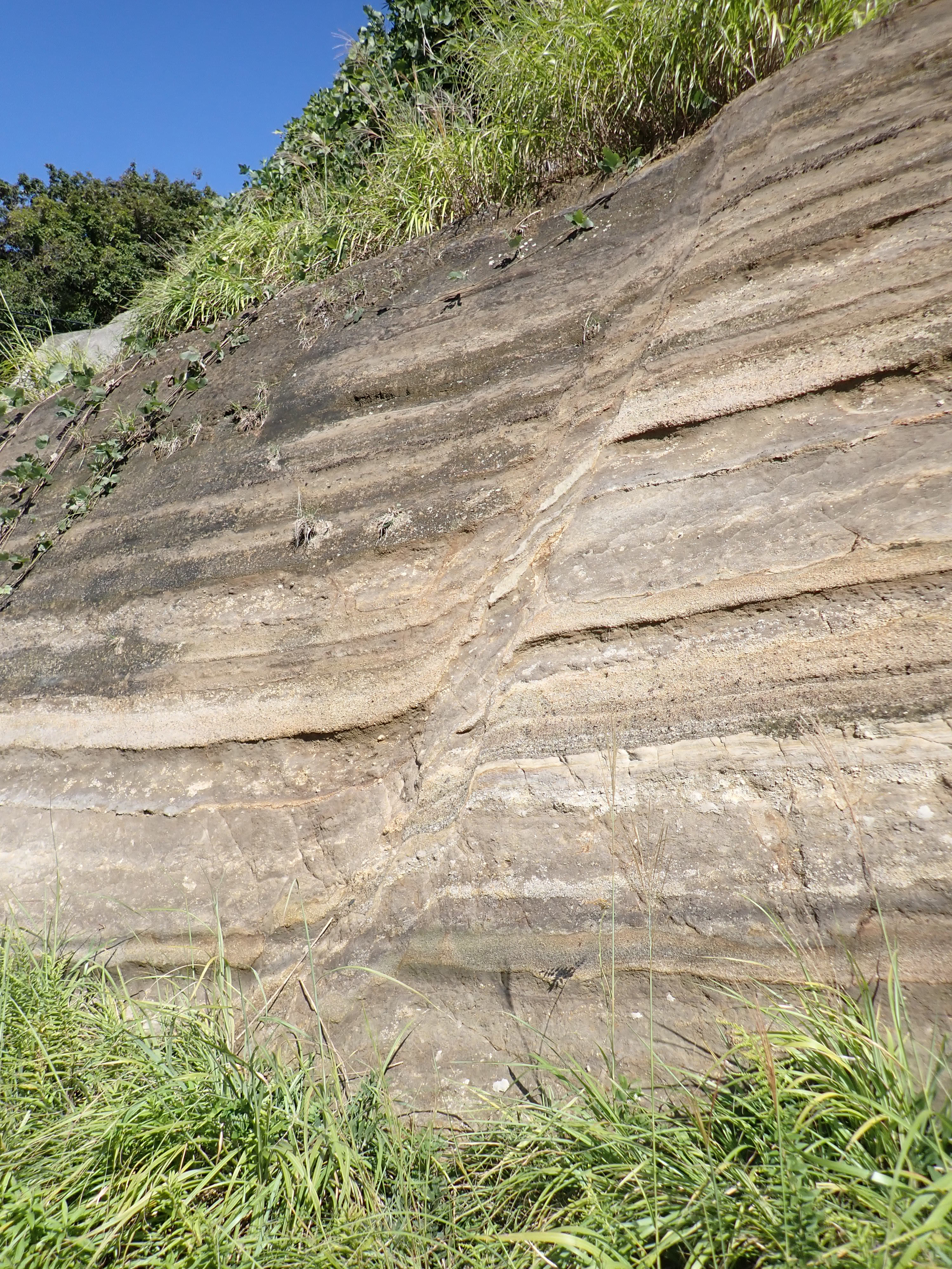 断層で引きずられた凝灰質砂岩 断層で引きずられた凝灰質砂岩