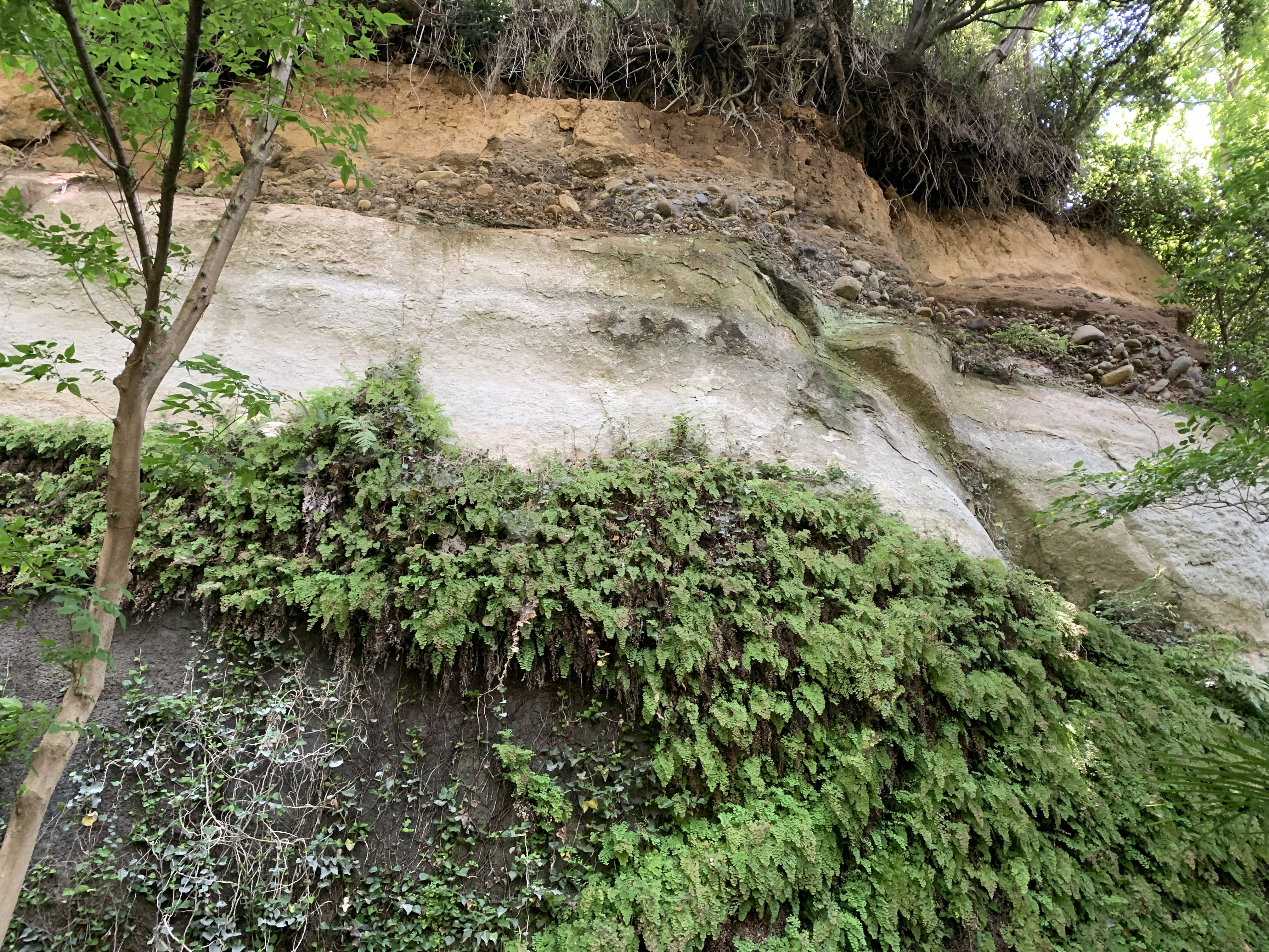 陽原段丘礫層をのせる中津層群塩田層