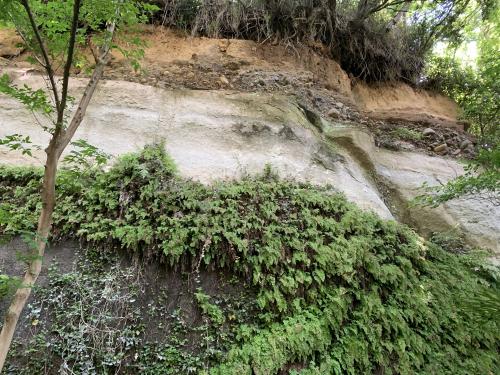 陽原段丘礫層をのせる中津層群塩田層