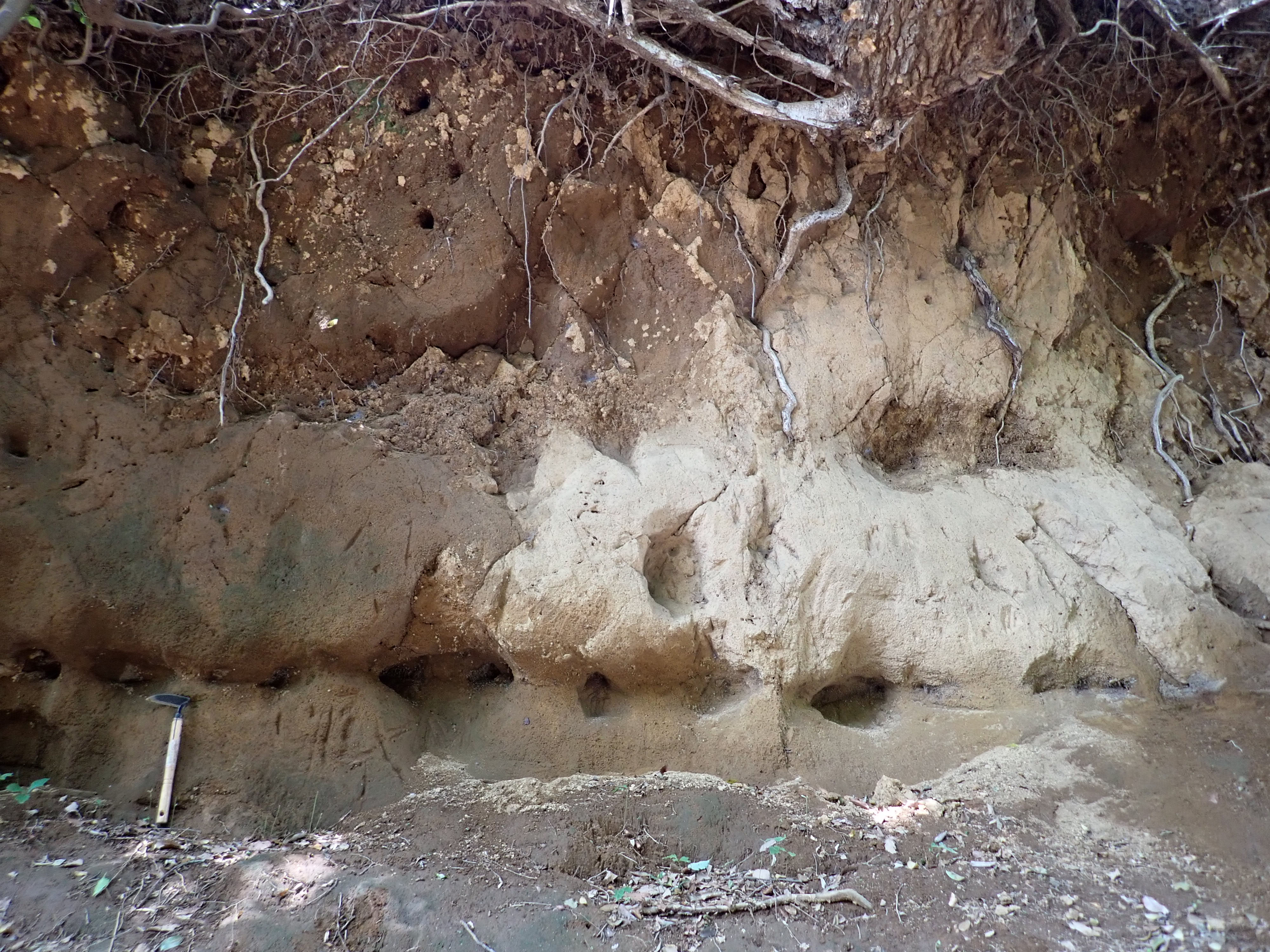 大正坂の関東ローム層