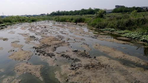 多摩川河床の上総層群飯室層