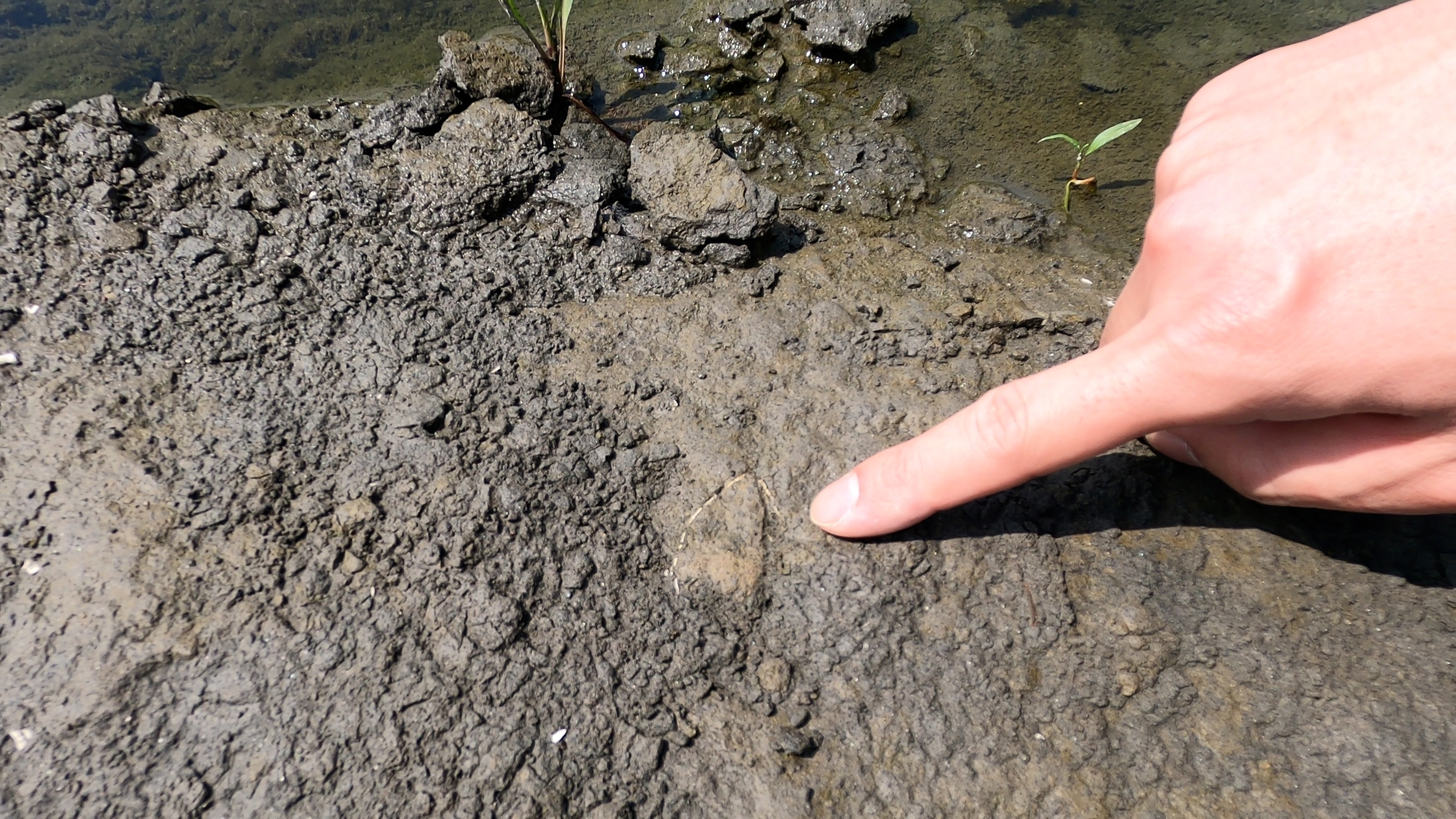 飯室層にみられる貝化石 飯室層にみられる貝化石
