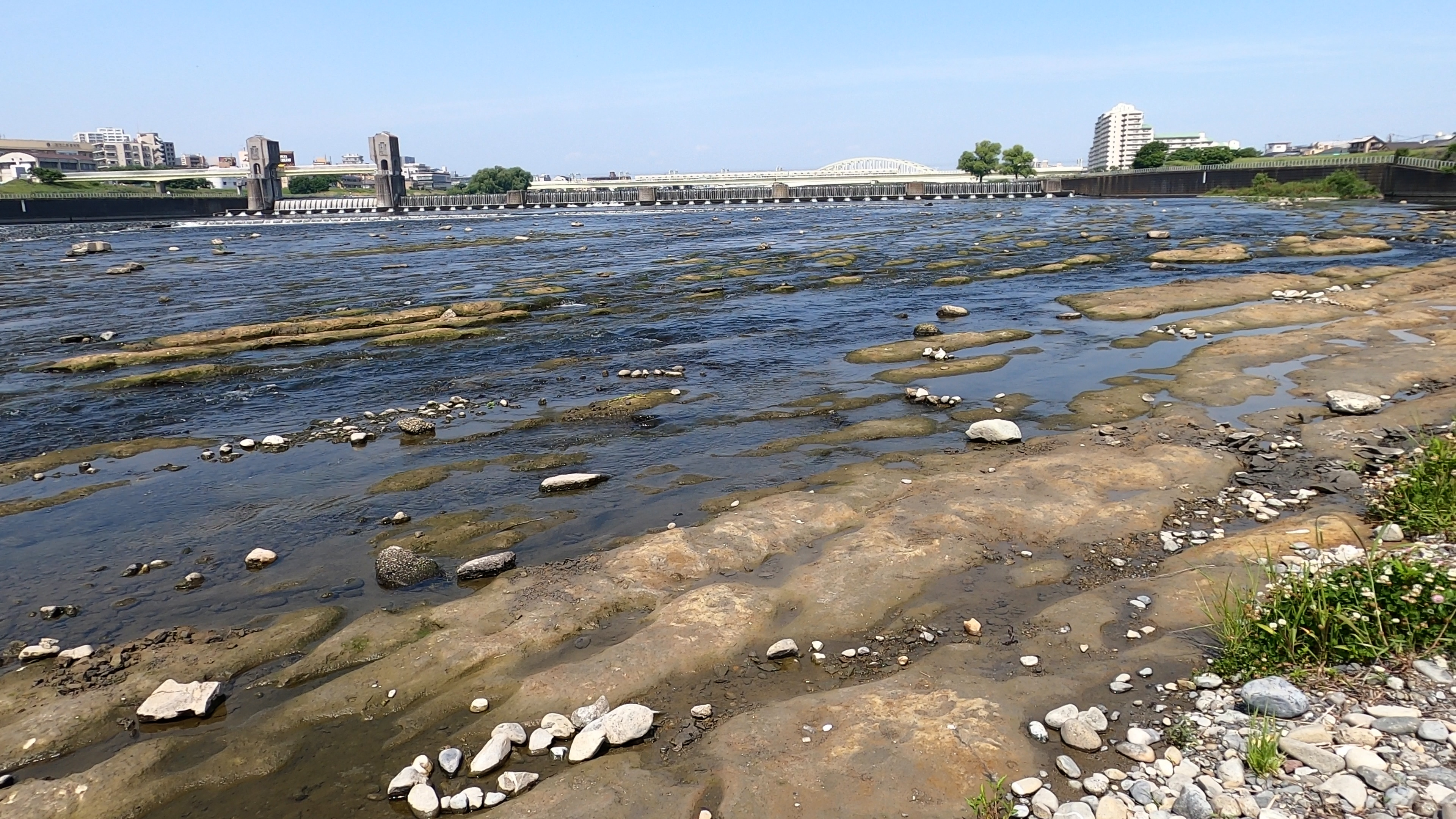 多摩川河床に広がる飯室層 多摩川河床に広がる飯室層