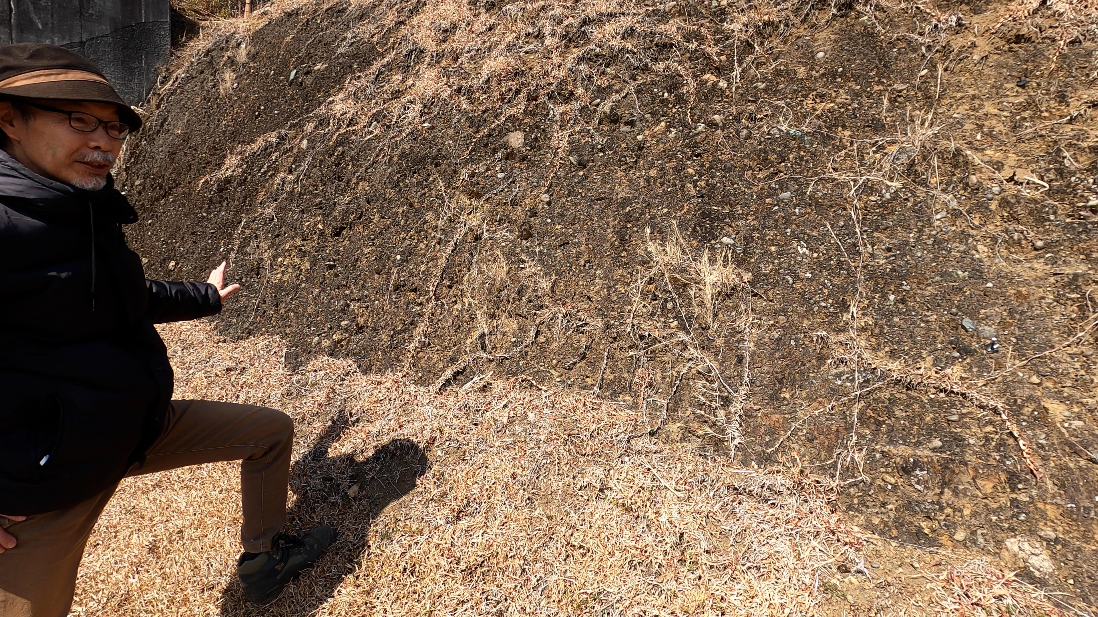 落合層の礫岩 落合層の礫岩