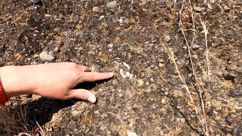 礫岩層中の貝化石