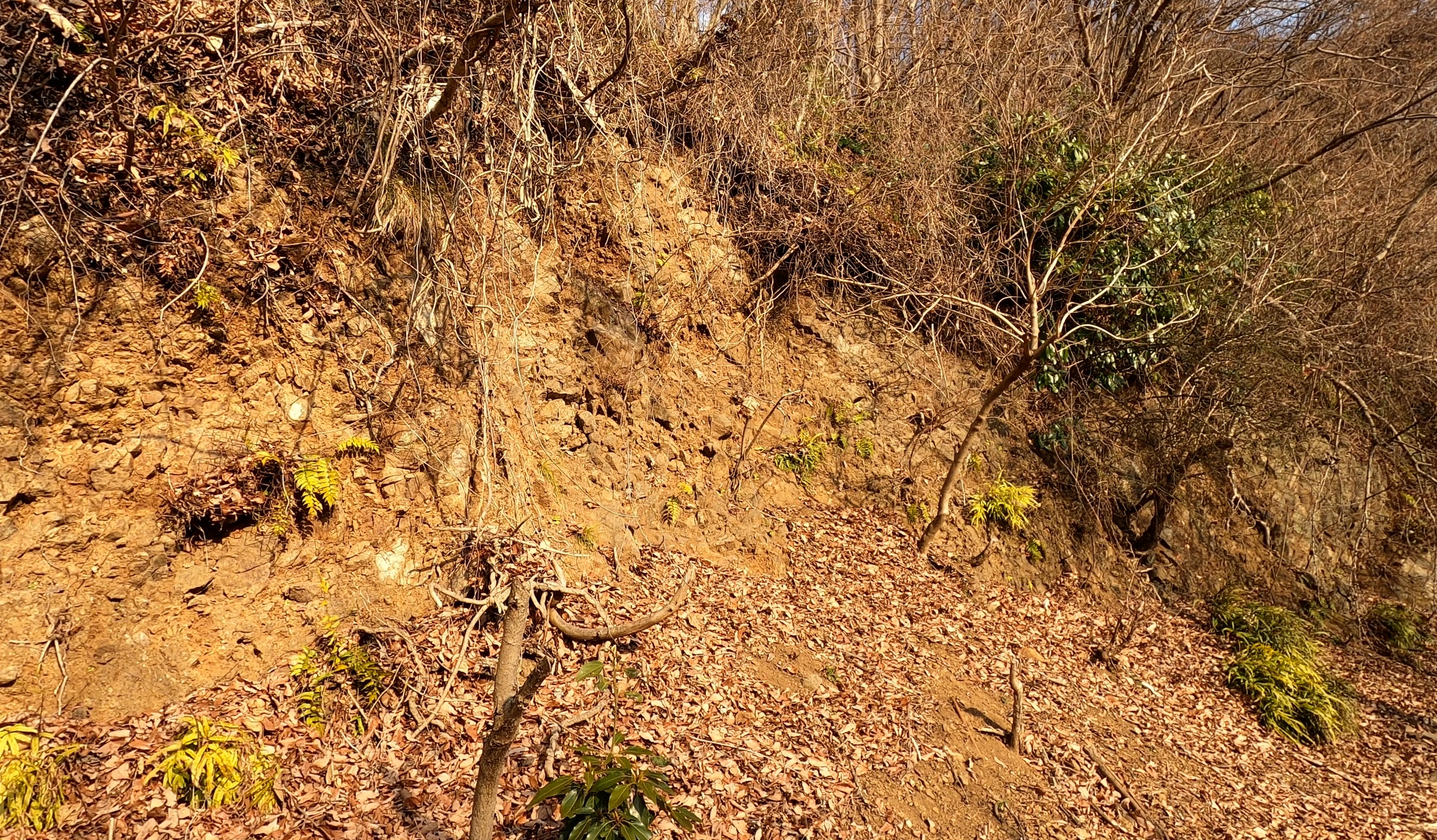 愛川層群中津峡層の露頭