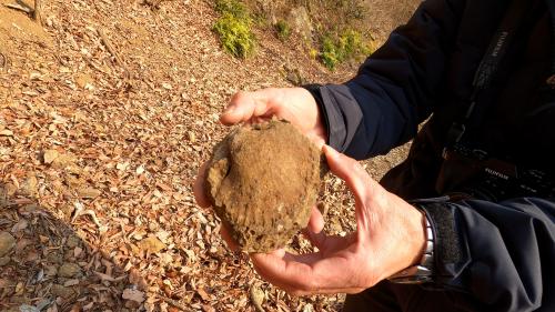 カネハラニシキの化石