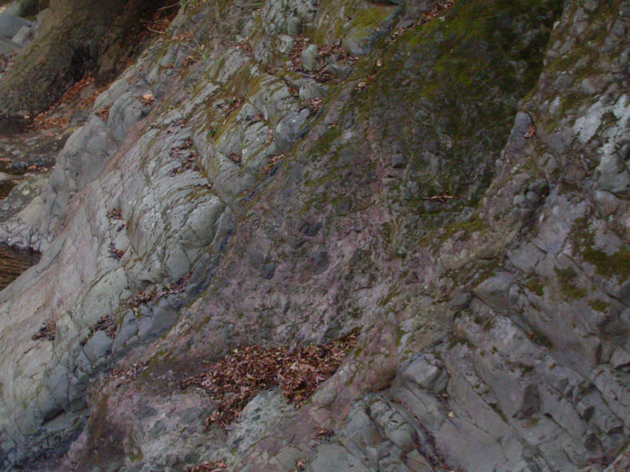 須雲川の岩脈と貫入母岩の拡大