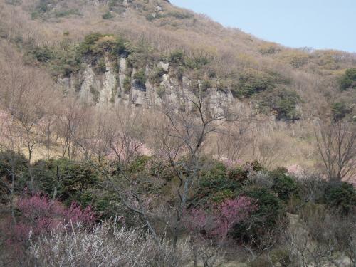 幕山の柱状節理