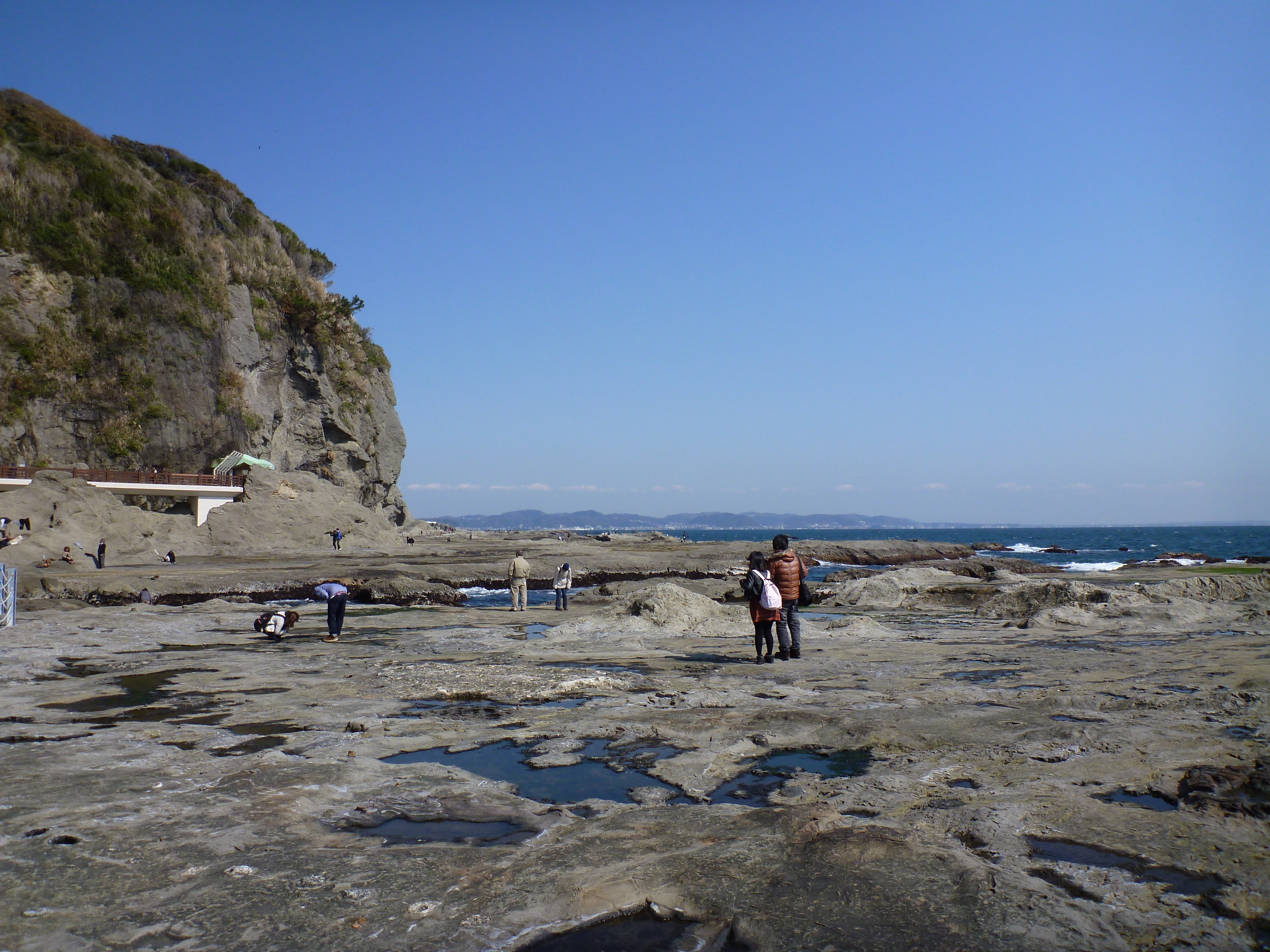 江の島の海食台をつくる葉山層群