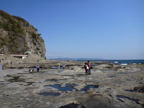 江の島の海食台をつくる葉山層群