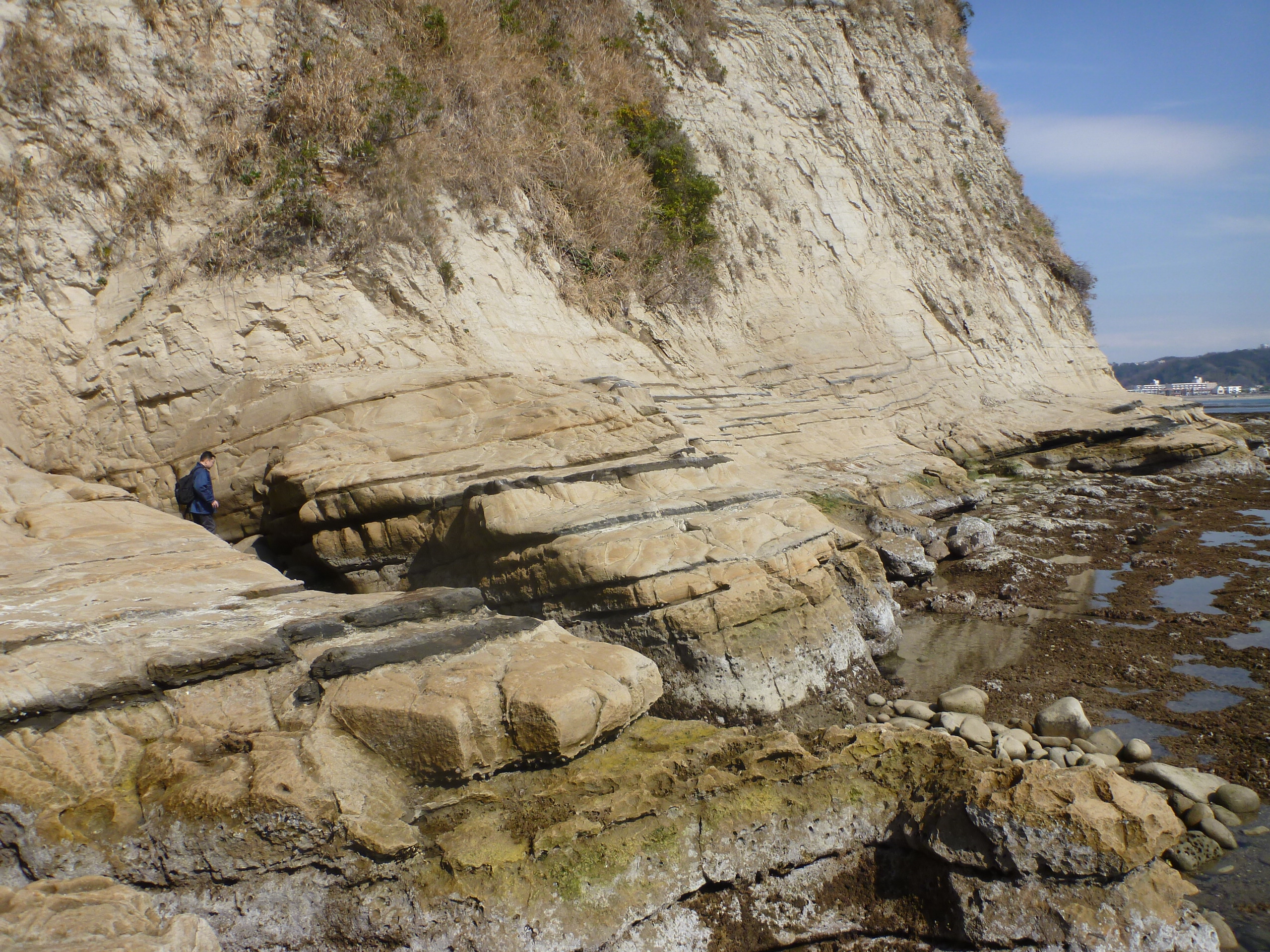 逗子市小坪の三浦層群逗子層