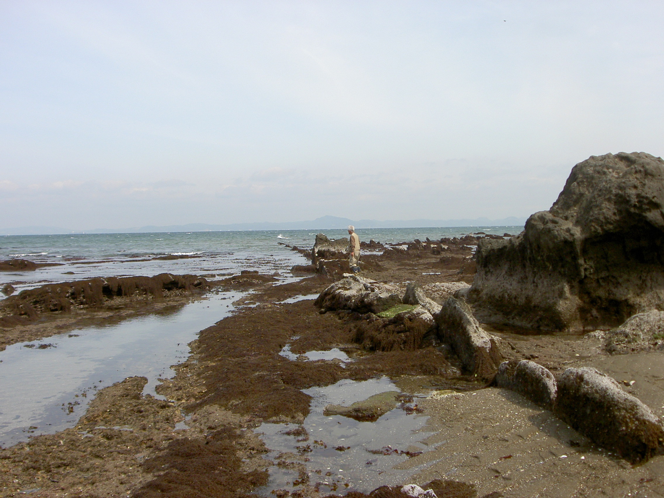 南下浦町金田に露出する南下浦断層