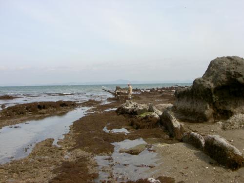 南下浦町金田に露出する南下浦断層