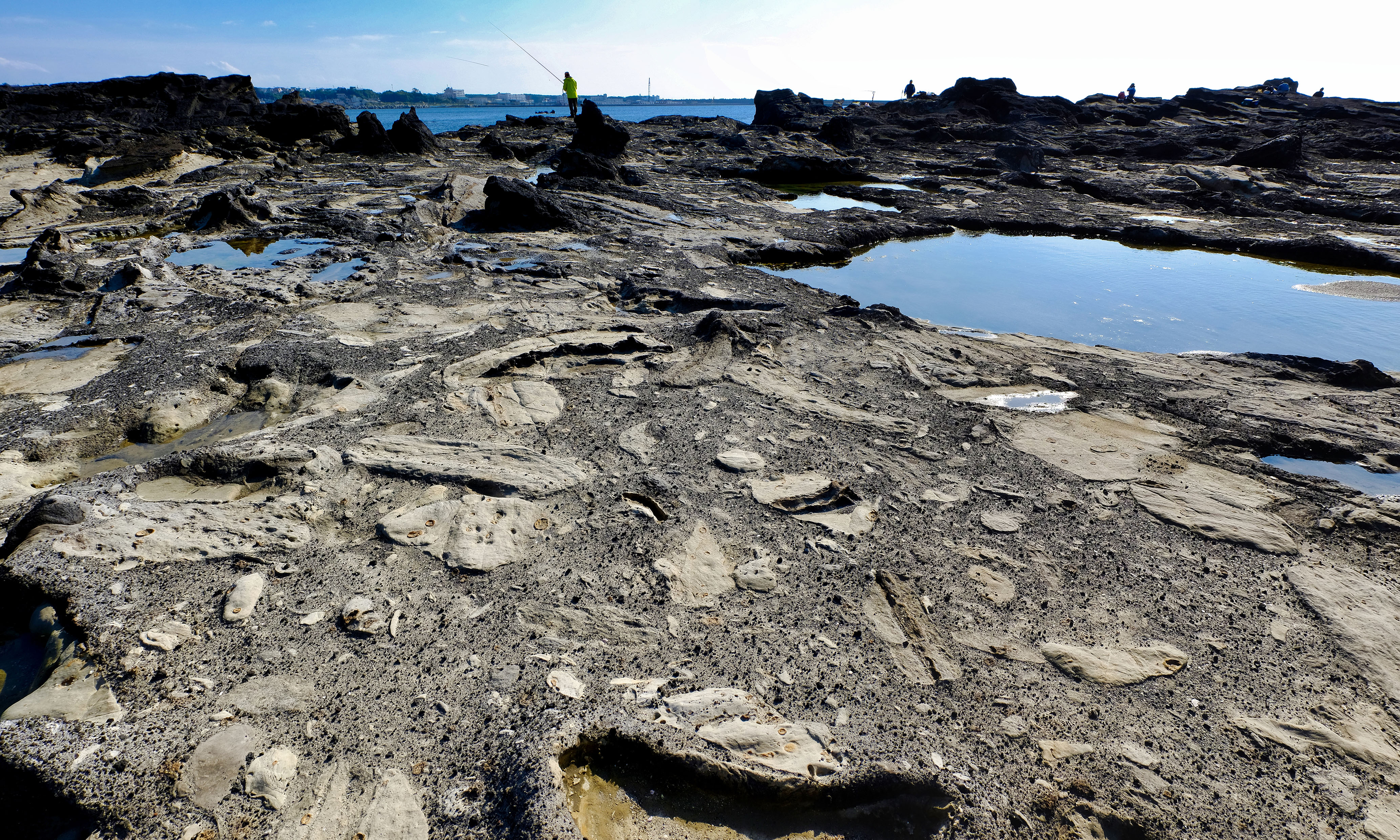 激しくブロック化した三崎町諸磯の三浦層群三崎層